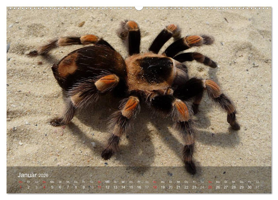 Faszination Spinnen (CALVENDO Wandkalender 2026)