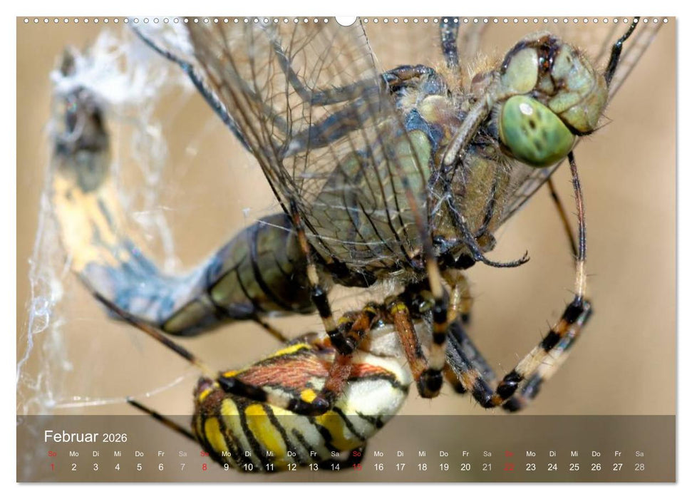 Faszination Spinnen (CALVENDO Wandkalender 2026)