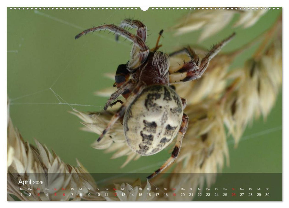 Faszination Spinnen (CALVENDO Wandkalender 2026)