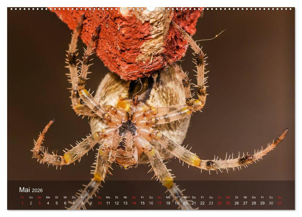 Faszination Spinnen (CALVENDO Wandkalender 2026)
