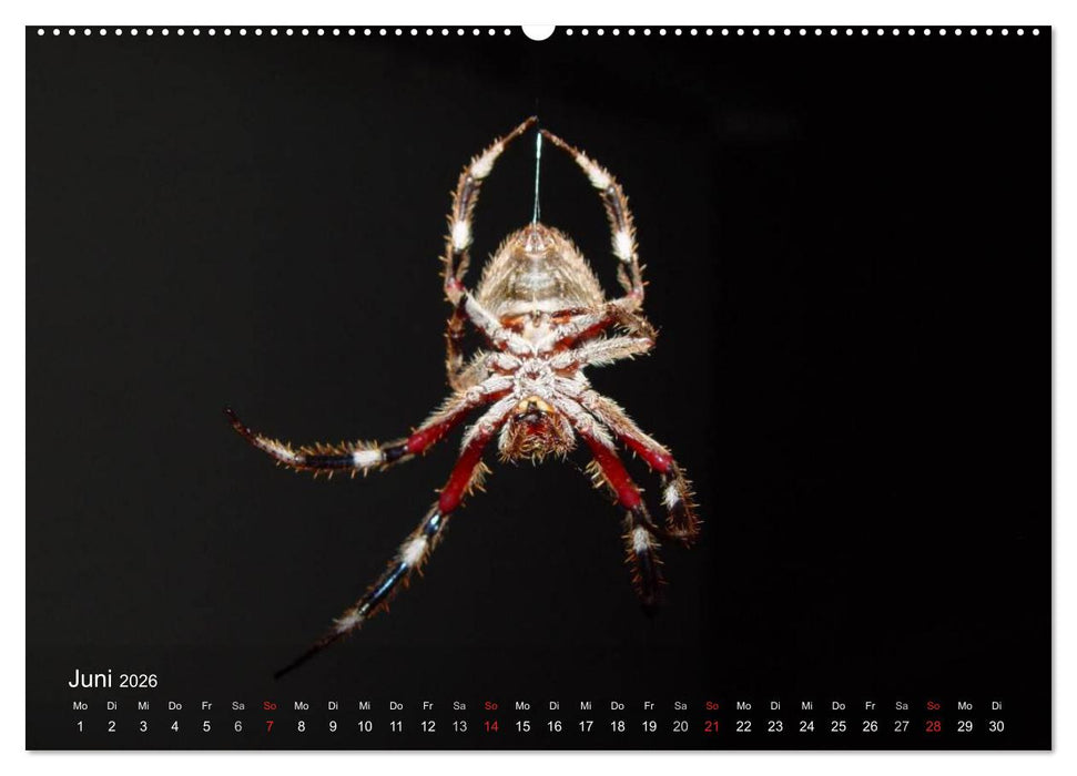 Faszination Spinnen (CALVENDO Wandkalender 2026)