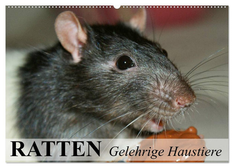 Ratten - Gelehrige Haustiere (CALVENDO Wandkalender 2026)