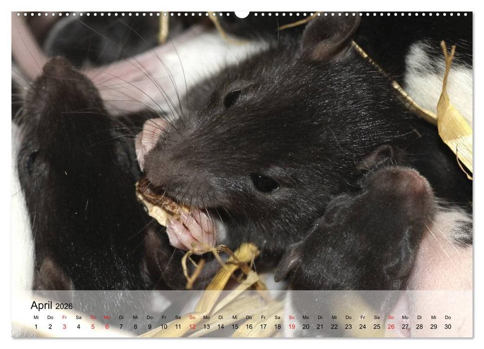 Ratten - Gelehrige Haustiere (CALVENDO Wandkalender 2026)