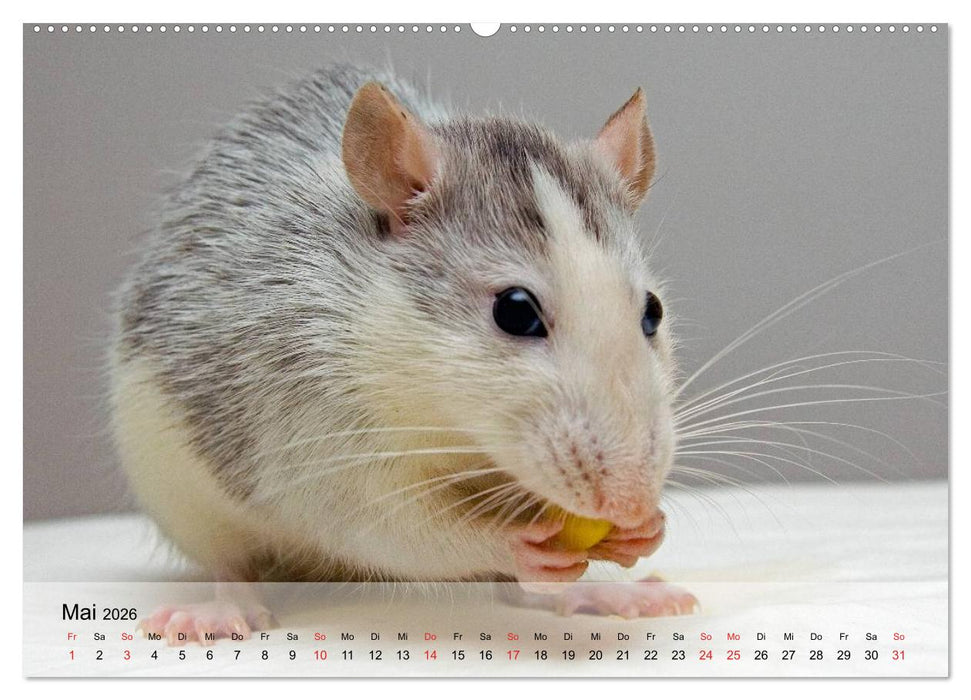 Ratten - Gelehrige Haustiere (CALVENDO Wandkalender 2026)