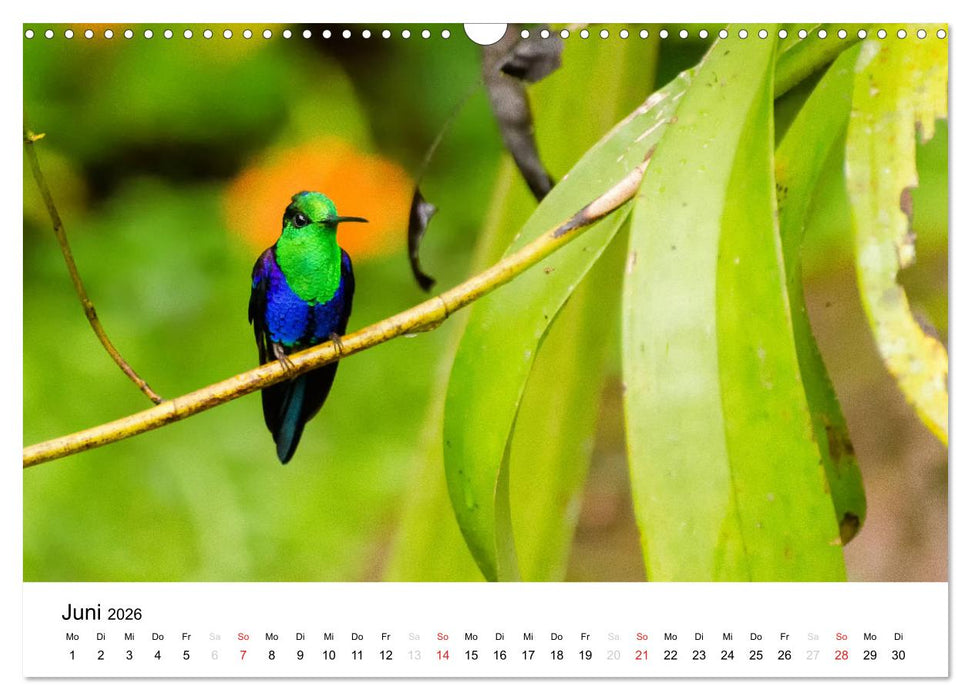 Peru - Land der Inkas und Alpakas (CALVENDO Wandkalender 2026)