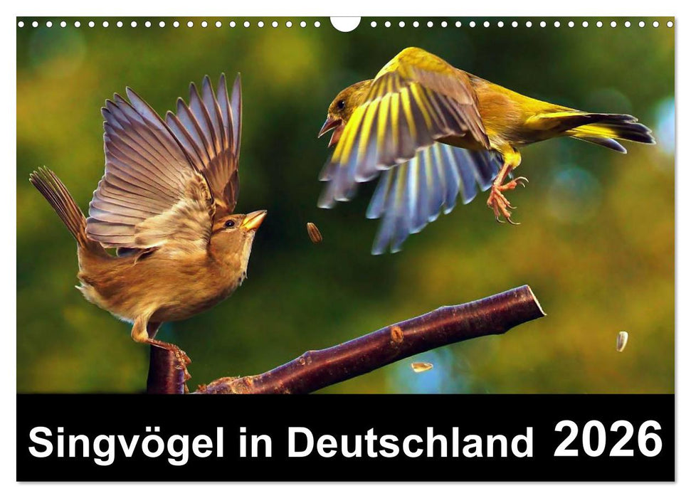 Singvögel in Deutschland (CALVENDO Wandkalender 2026)