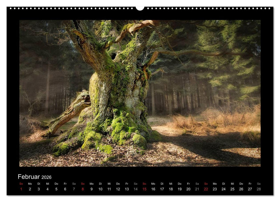 Märchenhafter Reinhardswald und Urwald Sababurg (CALVENDO Wandkalender 2026)