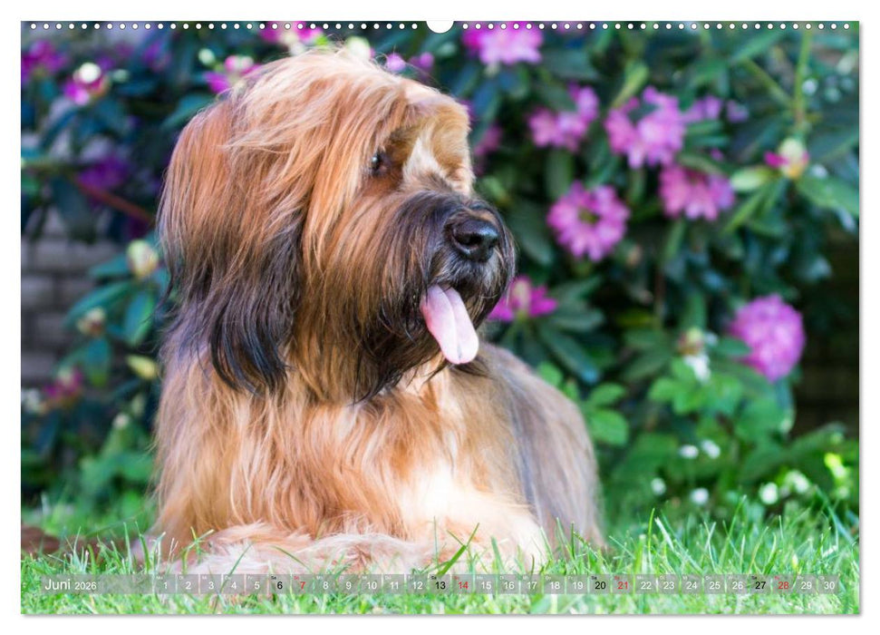 Briards - sanfte Riesen mit Temperament (CALVENDO Wandkalender 2026)