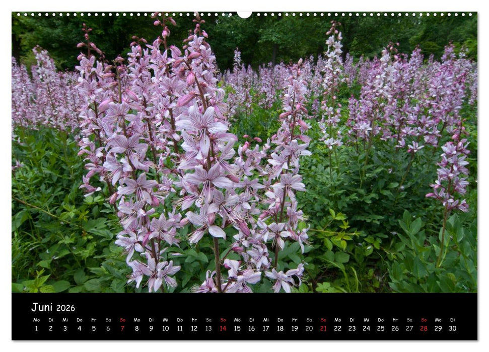 Faszination Harz 2026 (CALVENDO Premium Wandkalender 2026)