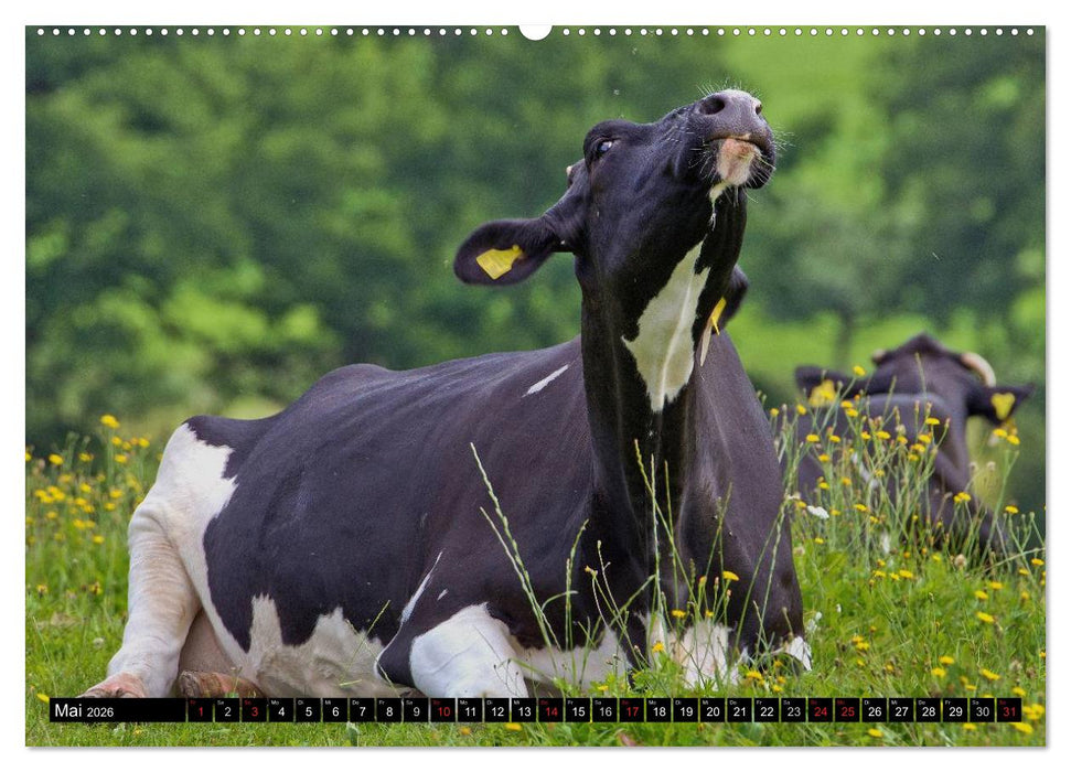 Kuh und Co. (CALVENDO Premium Wandkalender 2026)