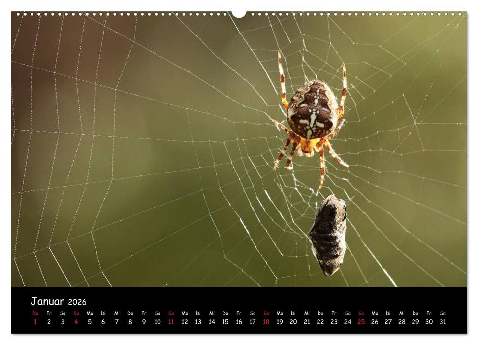 Heimische Spinnen (CALVENDO Premium Wandkalender 2026)
