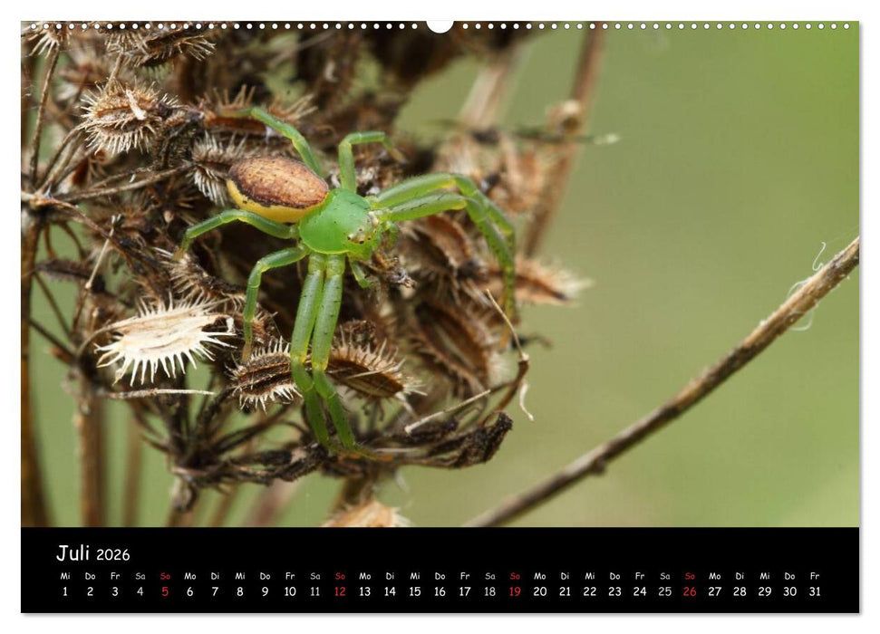 Heimische Spinnen (CALVENDO Premium Wandkalender 2026)