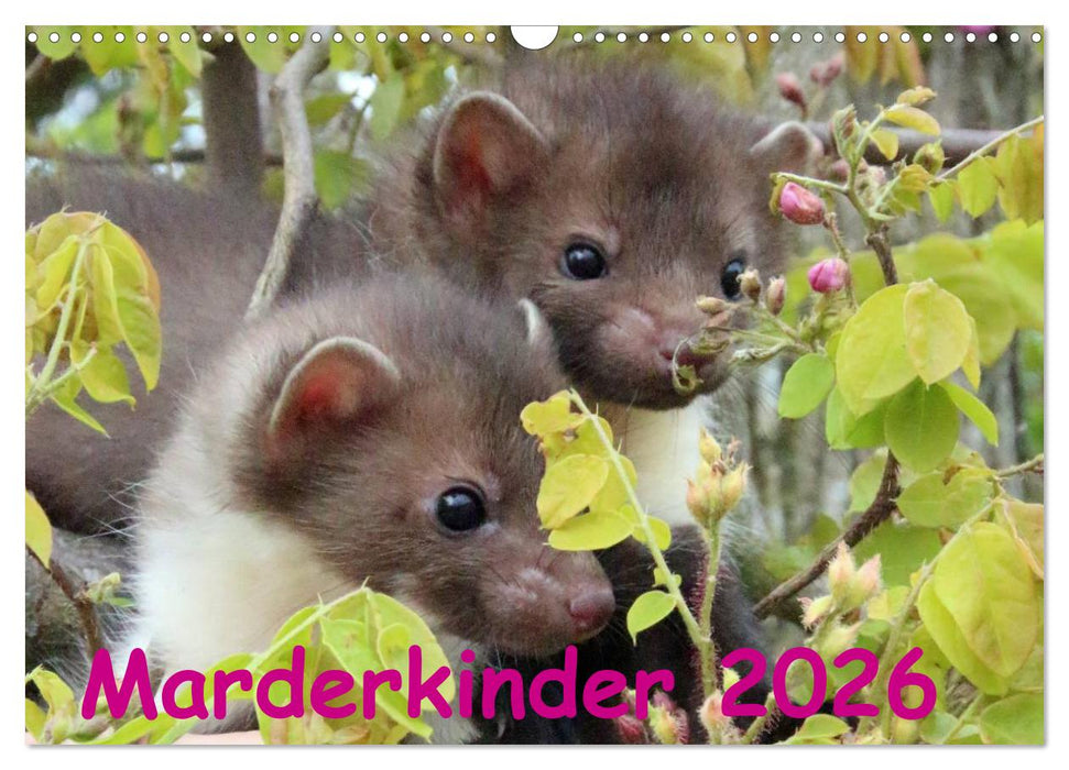 Marderkinder (CALVENDO Wandkalender 2026)