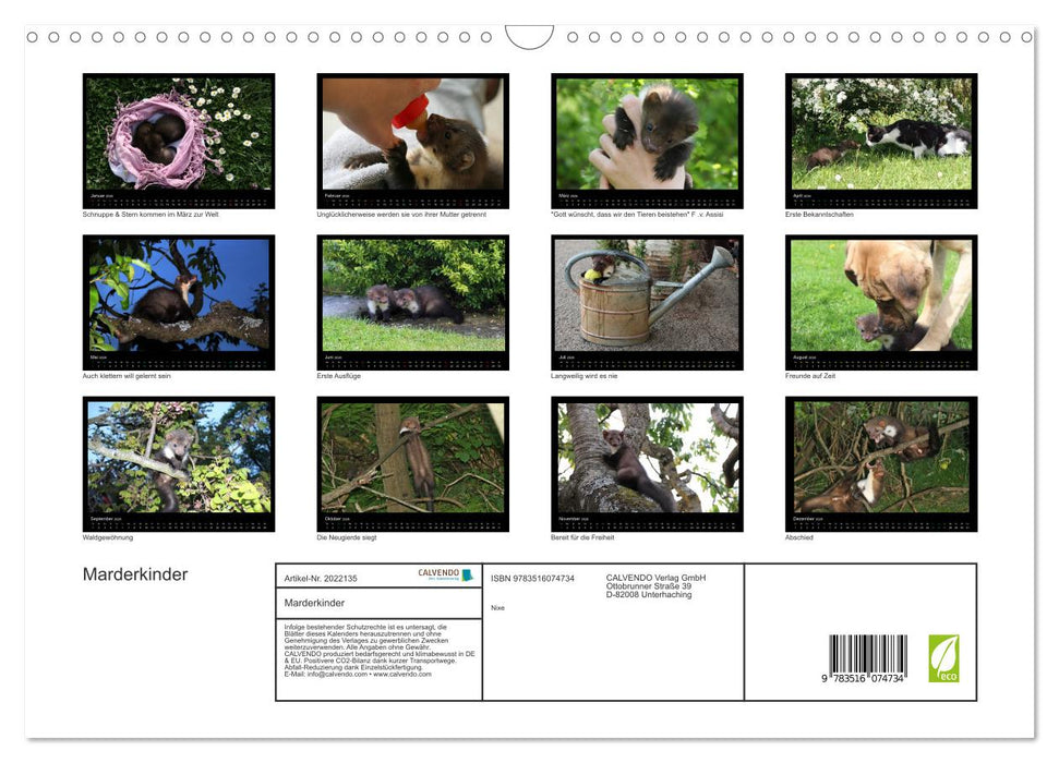 Marderkinder (CALVENDO Wandkalender 2026)