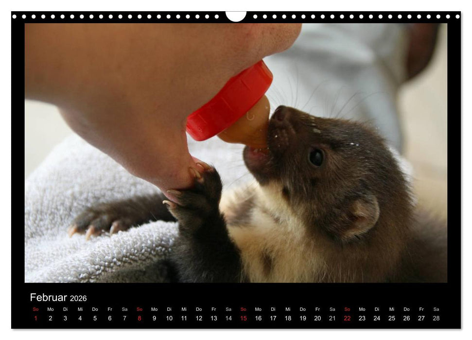 Marderkinder (CALVENDO Wandkalender 2026)