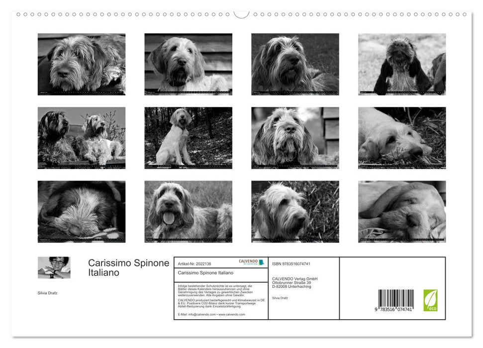 Carissimo Spinone Italiano (CALVENDO Premium Wandkalender 2026)