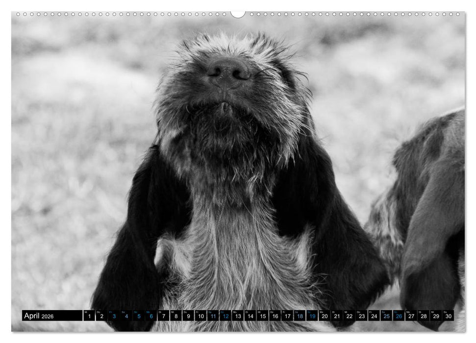 Carissimo Spinone Italiano (CALVENDO Premium Wandkalender 2026)