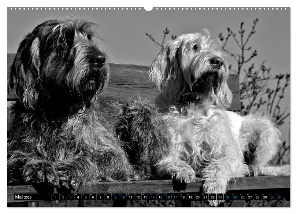 Carissimo Spinone Italiano (CALVENDO Premium Wandkalender 2026)