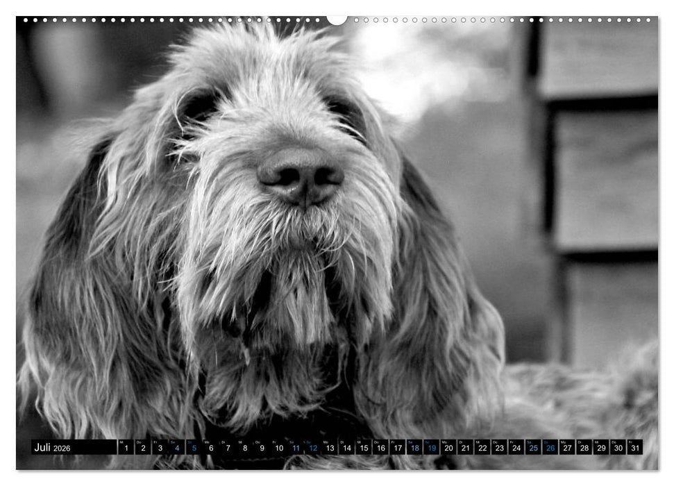 Carissimo Spinone Italiano (CALVENDO Premium Wandkalender 2026)