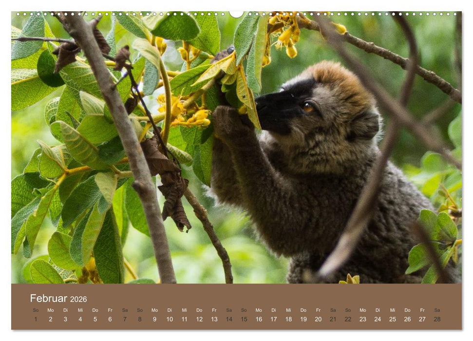 Madagaskars wundersame Tierwelt (CALVENDO Premium Wandkalender 2026)