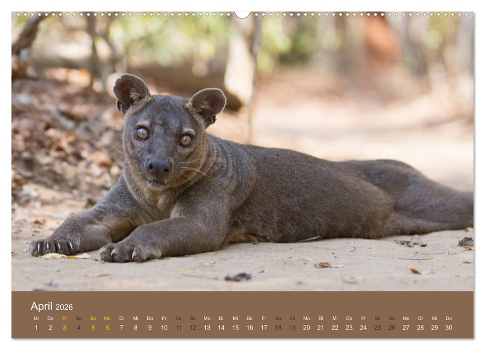 Madagaskars wundersame Tierwelt (CALVENDO Premium Wandkalender 2026)