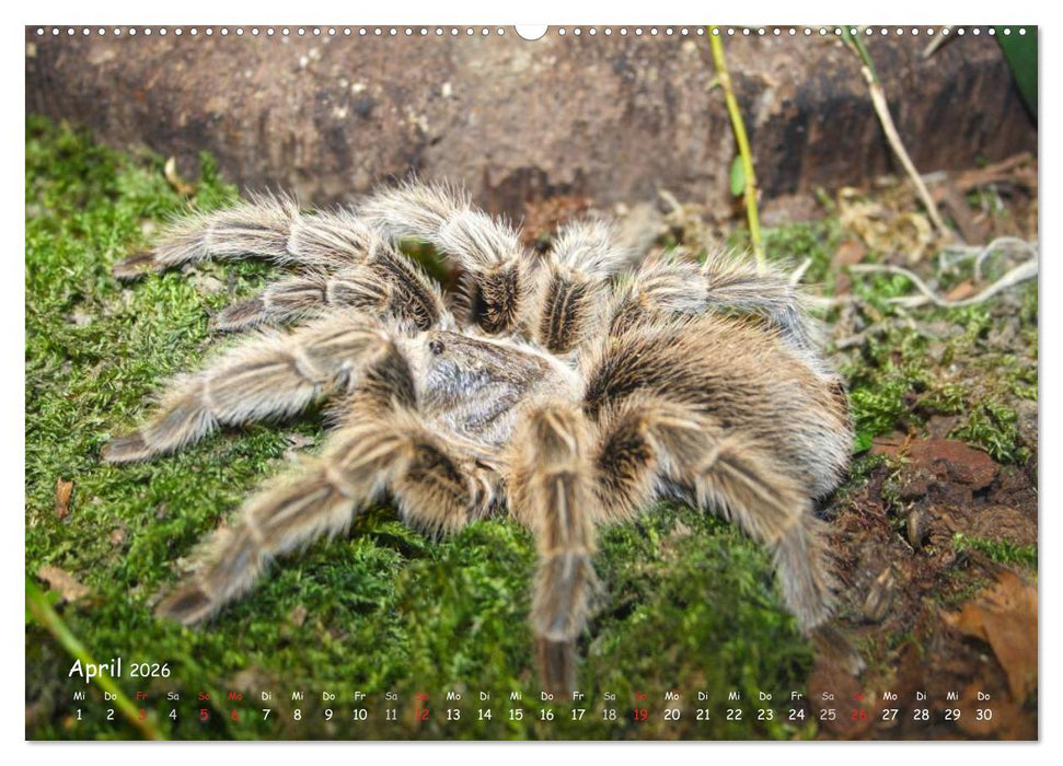 Vogelspinnen (CALVENDO Premium Wandkalender 2026)