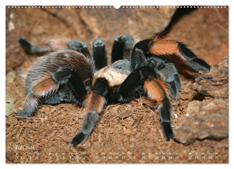 Vogelspinnen (CALVENDO Premium Wandkalender 2026)