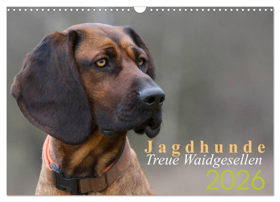 Jagdhunde - Treue Waidgesellen (CALVENDO Wandkalender 2026)
