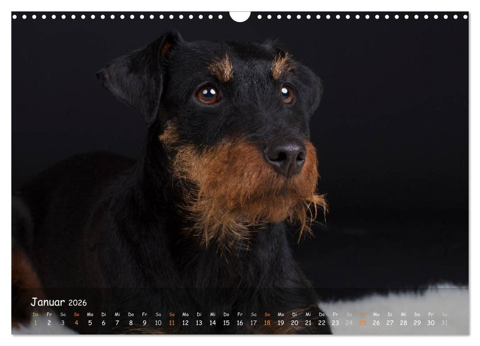 Jagdhunde - Treue Waidgesellen (CALVENDO Wandkalender 2026)