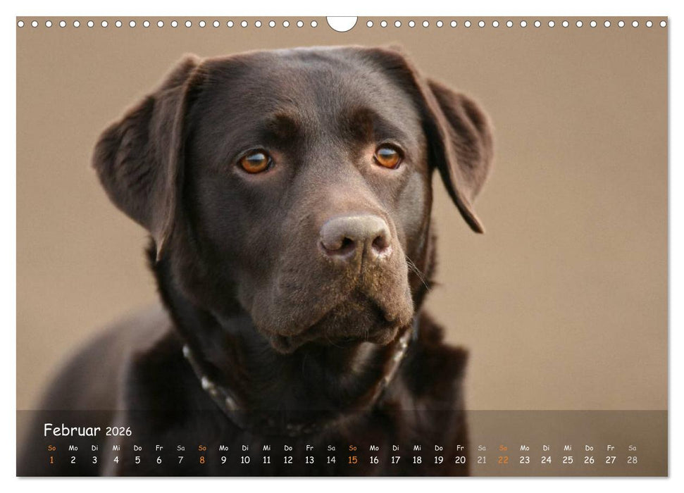 Jagdhunde - Treue Waidgesellen (CALVENDO Wandkalender 2026)