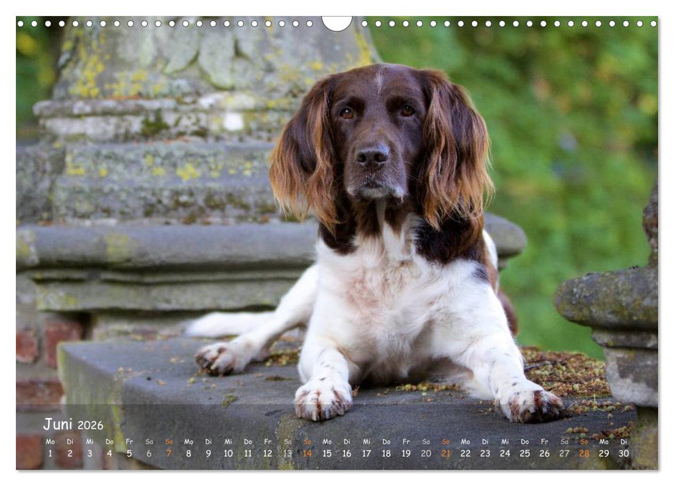 Jagdhunde - Treue Waidgesellen (CALVENDO Wandkalender 2026)