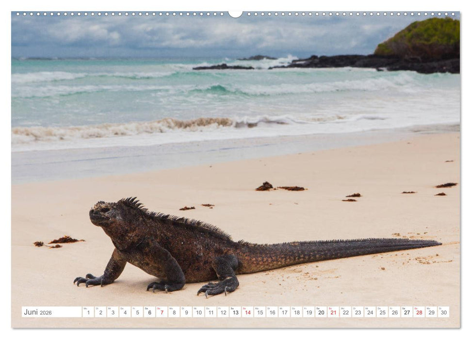 Galapagos. Verzauberte Inseln (CALVENDO Premium Wandkalender 2026)