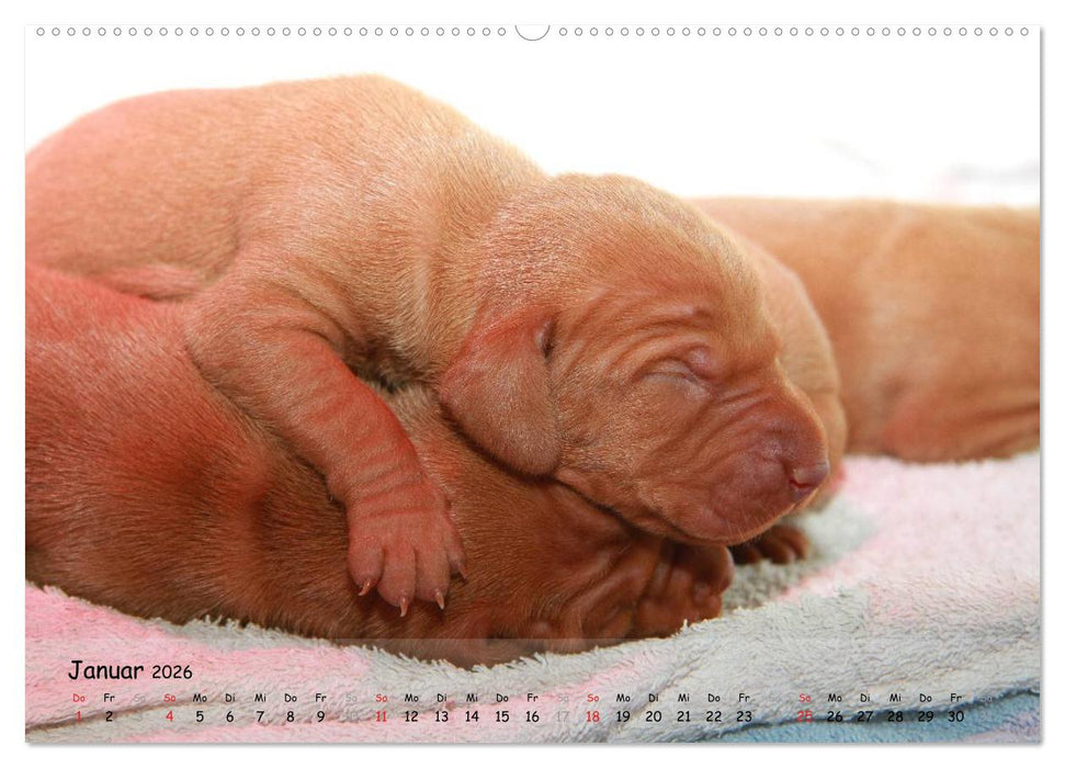 Magyar Vizsla - pure Lebensfreude (CALVENDO Premium Wandkalender 2026)