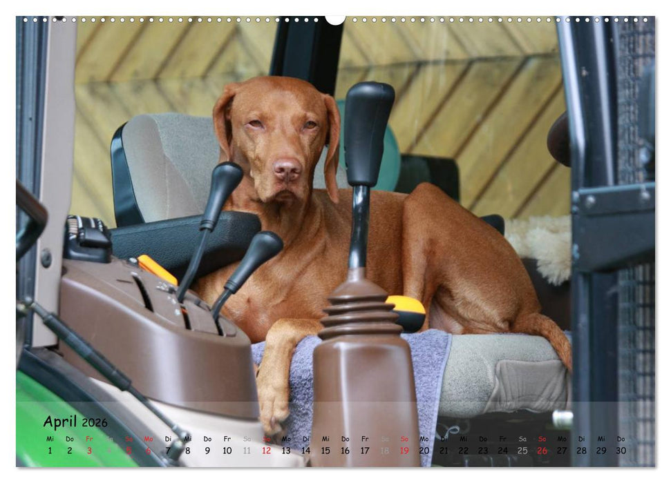 Magyar Vizsla - pure Lebensfreude (CALVENDO Premium Wandkalender 2026)