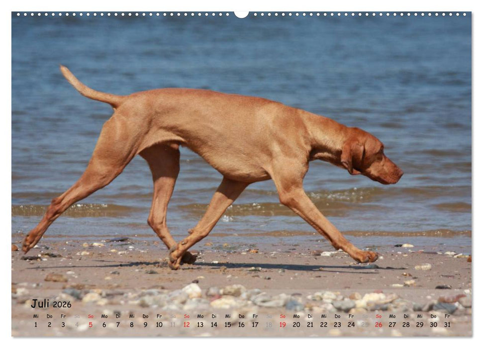 Magyar Vizsla - pure Lebensfreude (CALVENDO Premium Wandkalender 2026)