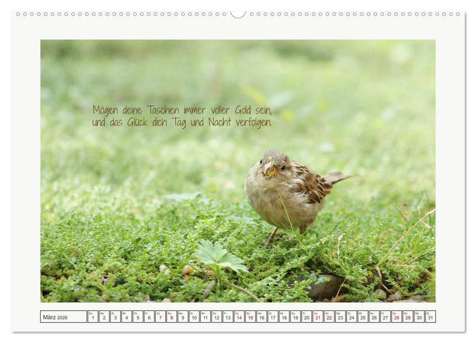 Irische Segenswünsche (CALVENDO Wandkalender 2026)