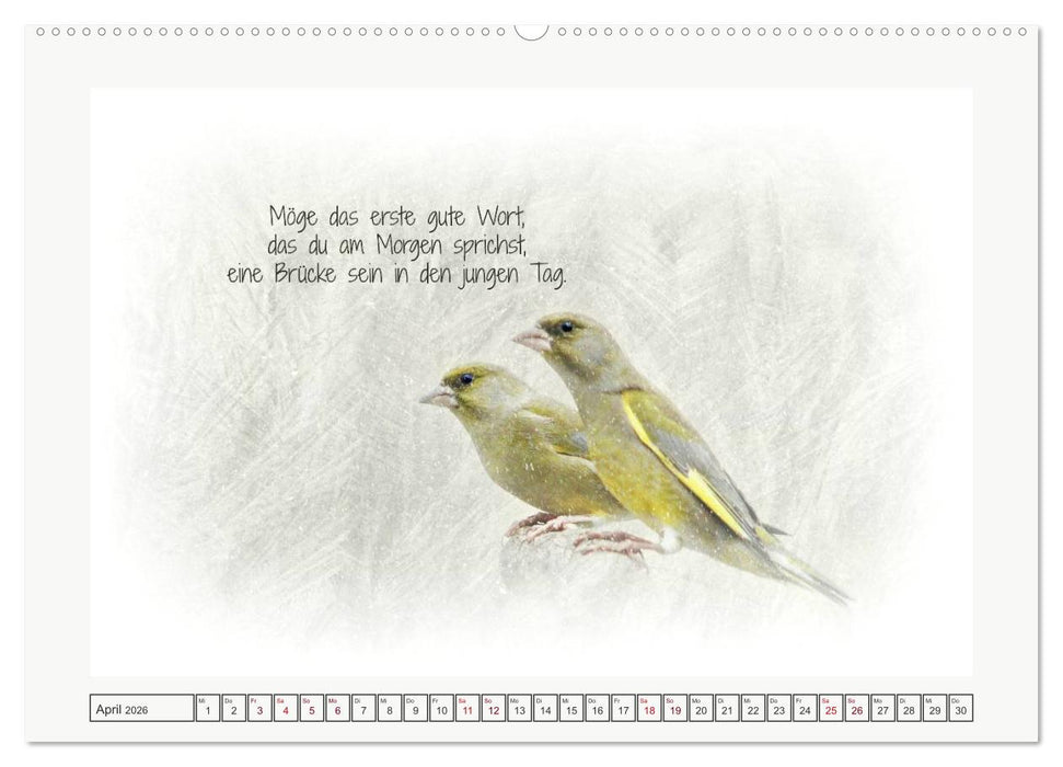 Irische Segenswünsche (CALVENDO Wandkalender 2026)