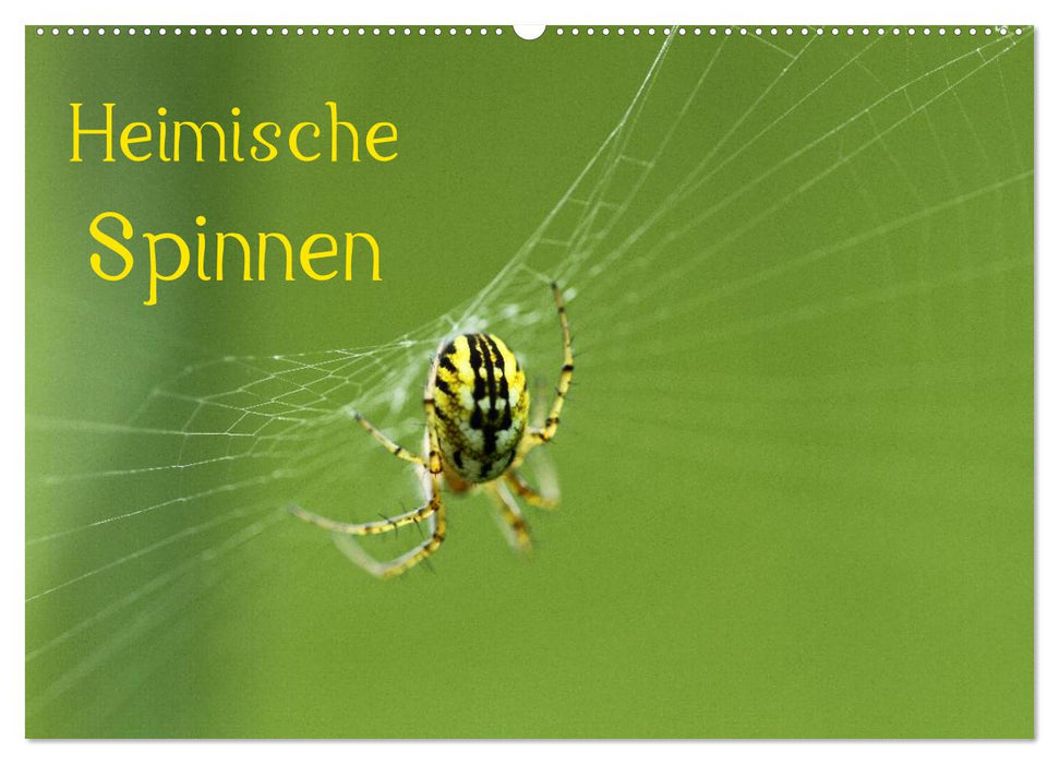 Heimische Spinnen (CALVENDO Wandkalender 2026)