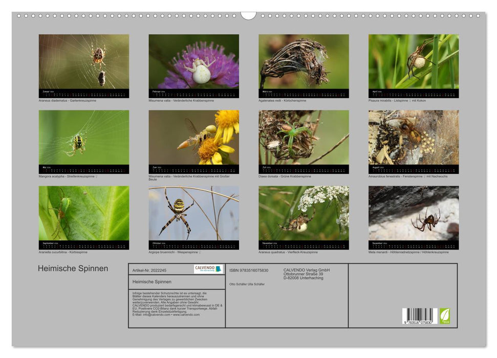 Heimische Spinnen (CALVENDO Wandkalender 2026)