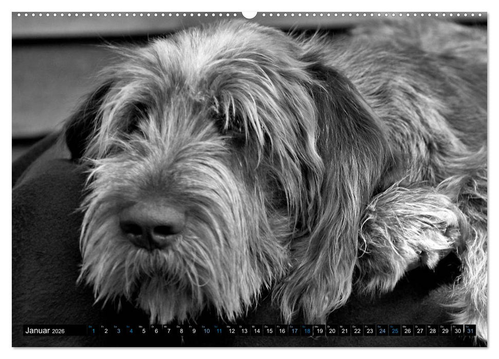 Carissimo Spinone Italiano (CALVENDO Wandkalender 2026)