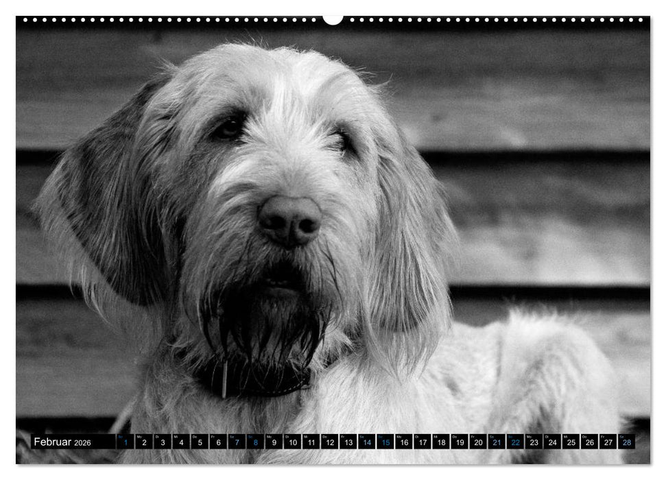 Carissimo Spinone Italiano (CALVENDO Wandkalender 2026)