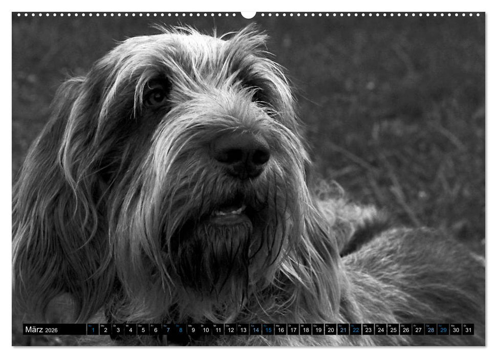 Carissimo Spinone Italiano (CALVENDO Wandkalender 2026)