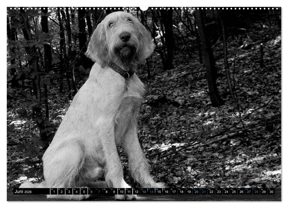 Carissimo Spinone Italiano (CALVENDO Wandkalender 2026)