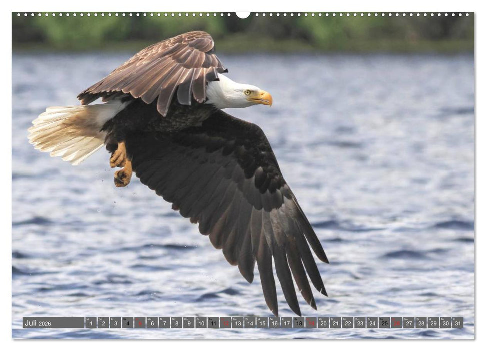 Bär, Wolf und Co - Tiere Nordamerikas (CALVENDO Premium Wandkalender 2026)