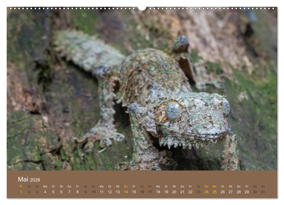 Madagaskars wundersame Tierwelt (CALVENDO Wandkalender 2026)