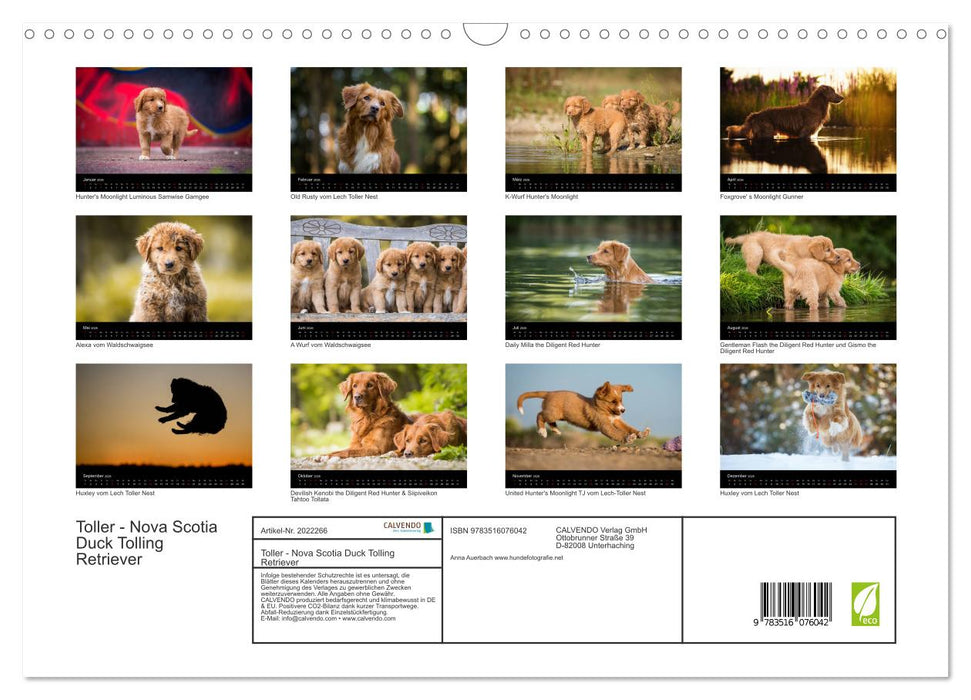 Toller - Nova Scotia Duck Tolling Retriever (CALVENDO Wandkalender 2026)