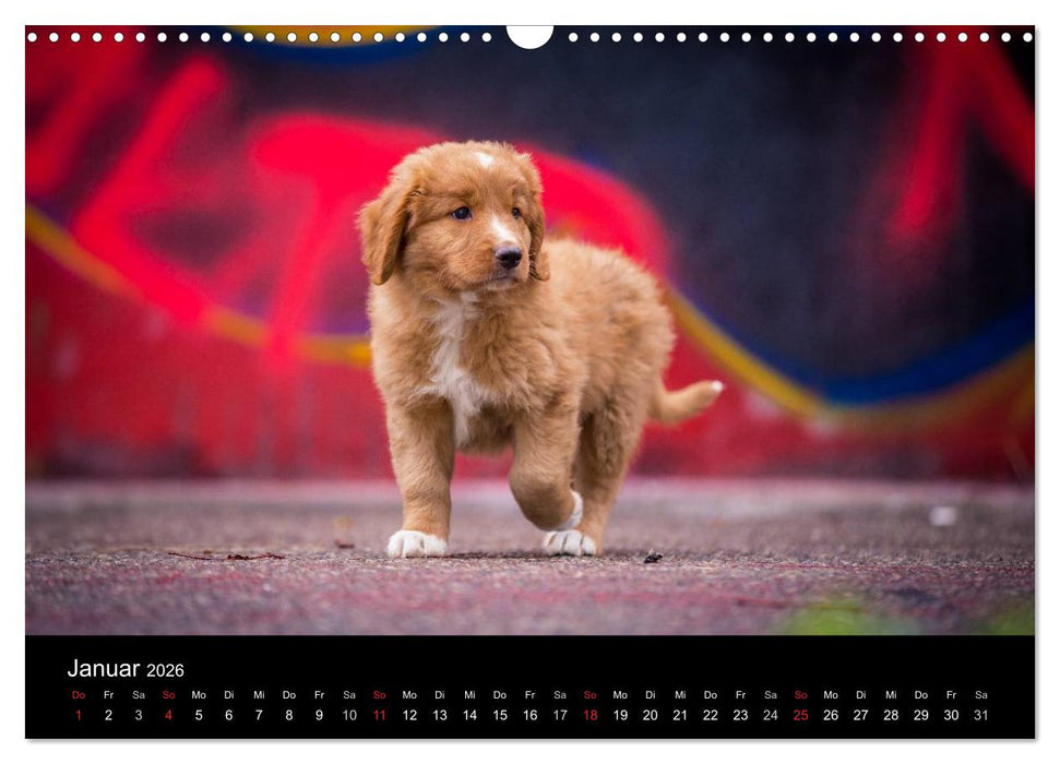 Toller - Nova Scotia Duck Tolling Retriever (CALVENDO Wandkalender 2026)