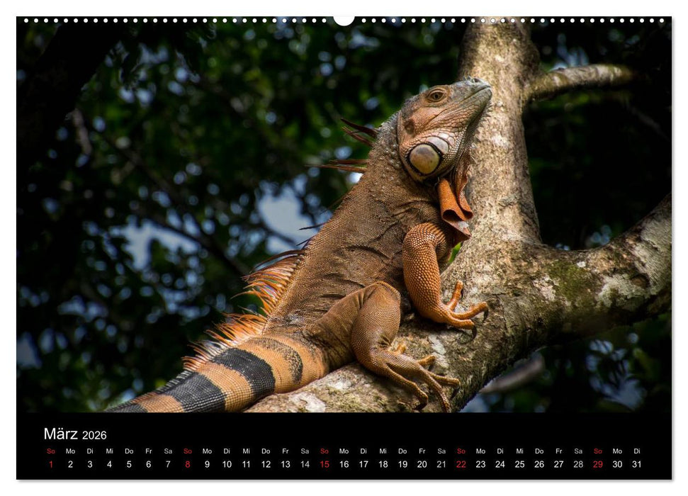 Costa Rica. Faszinierende Tierwelt (CALVENDO Premium Wandkalender 2026)