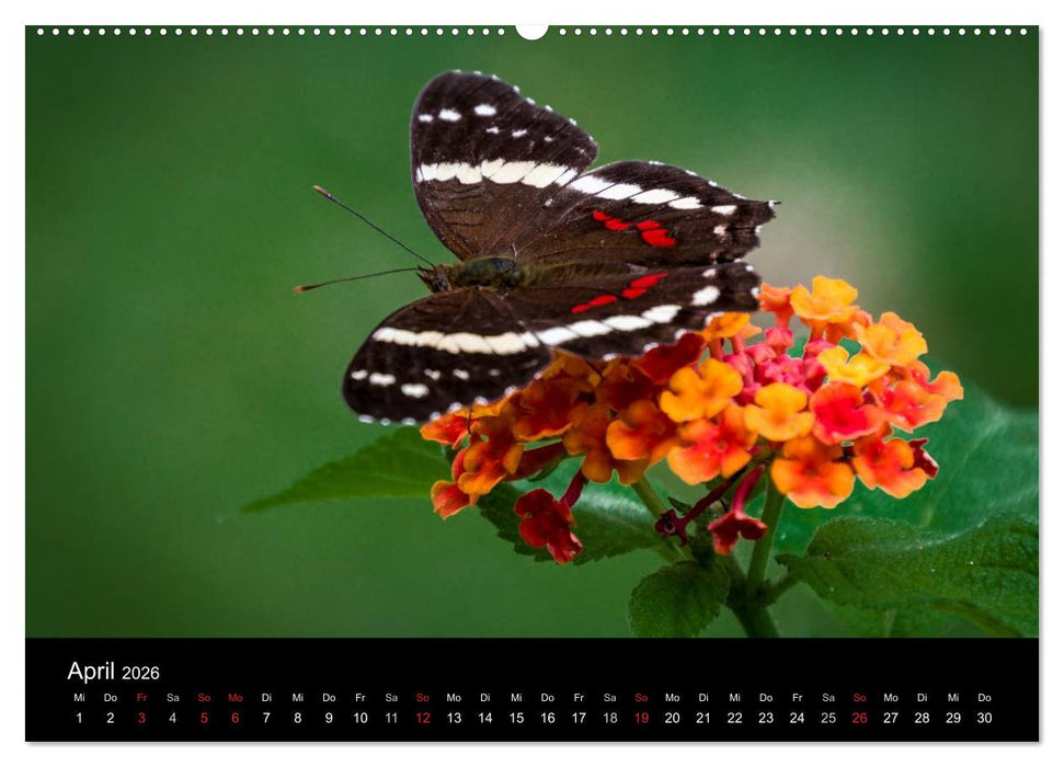 Costa Rica. Faszinierende Tierwelt (CALVENDO Premium Wandkalender 2026)