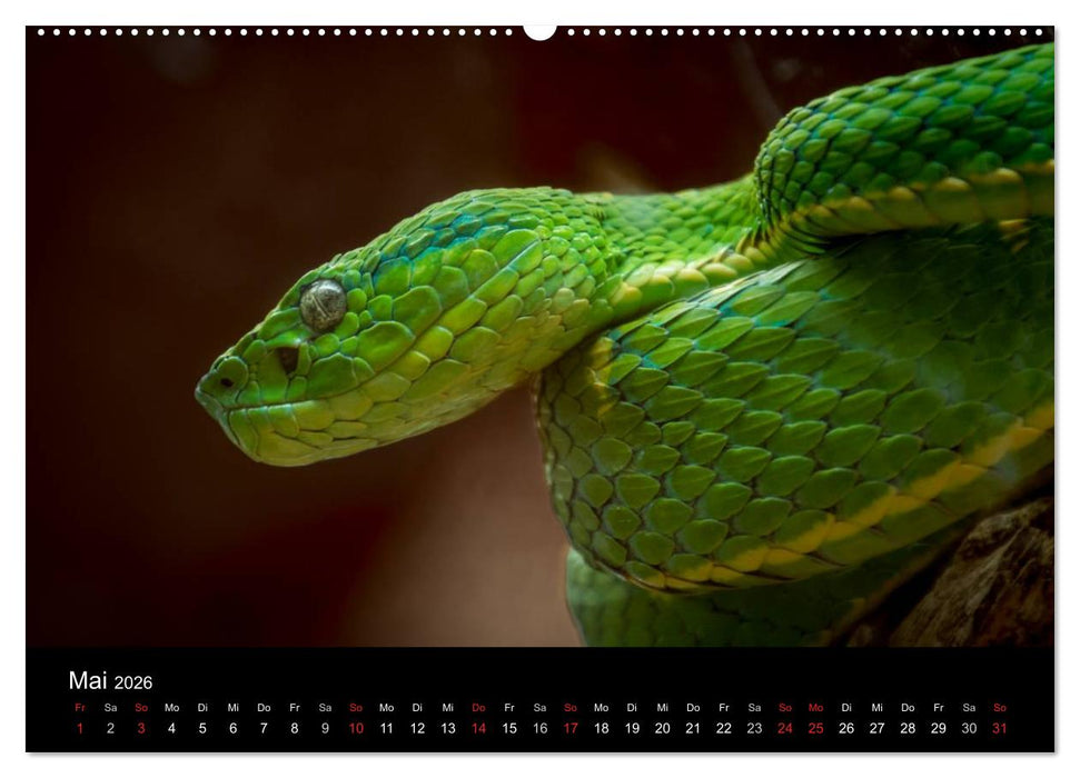 Costa Rica. Faszinierende Tierwelt (CALVENDO Premium Wandkalender 2026)
